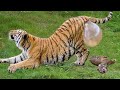 जानवर बच्चो को जन्म कैसे देते है | tiger giving birth | rhino birth | cheetah birth | giraffe birth