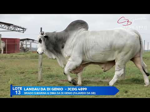 LOTE 13   LANDAU DA DI GENIO