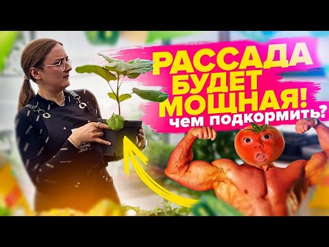 видео: ПОСЛЕ ЭТОЙ ПОДКОРМКИ РАССАДА ПОПРЕТ! Питание растений