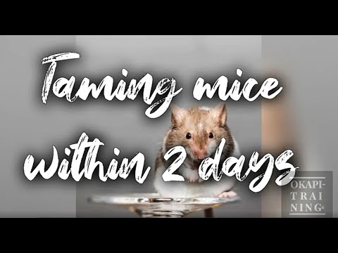 HOW TO TAME YOUR MOUSE WITHIN 2 DAYS  + things you didn&rsquo;t know about your mice