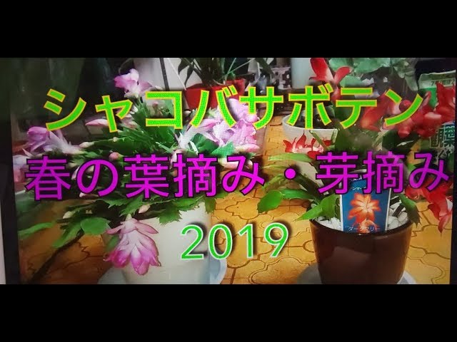 シャコバサボテン 春の剪定 葉摘み 芽摘み19 Youtube