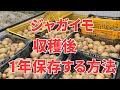 じゃがいも収穫後に腐らさない方法