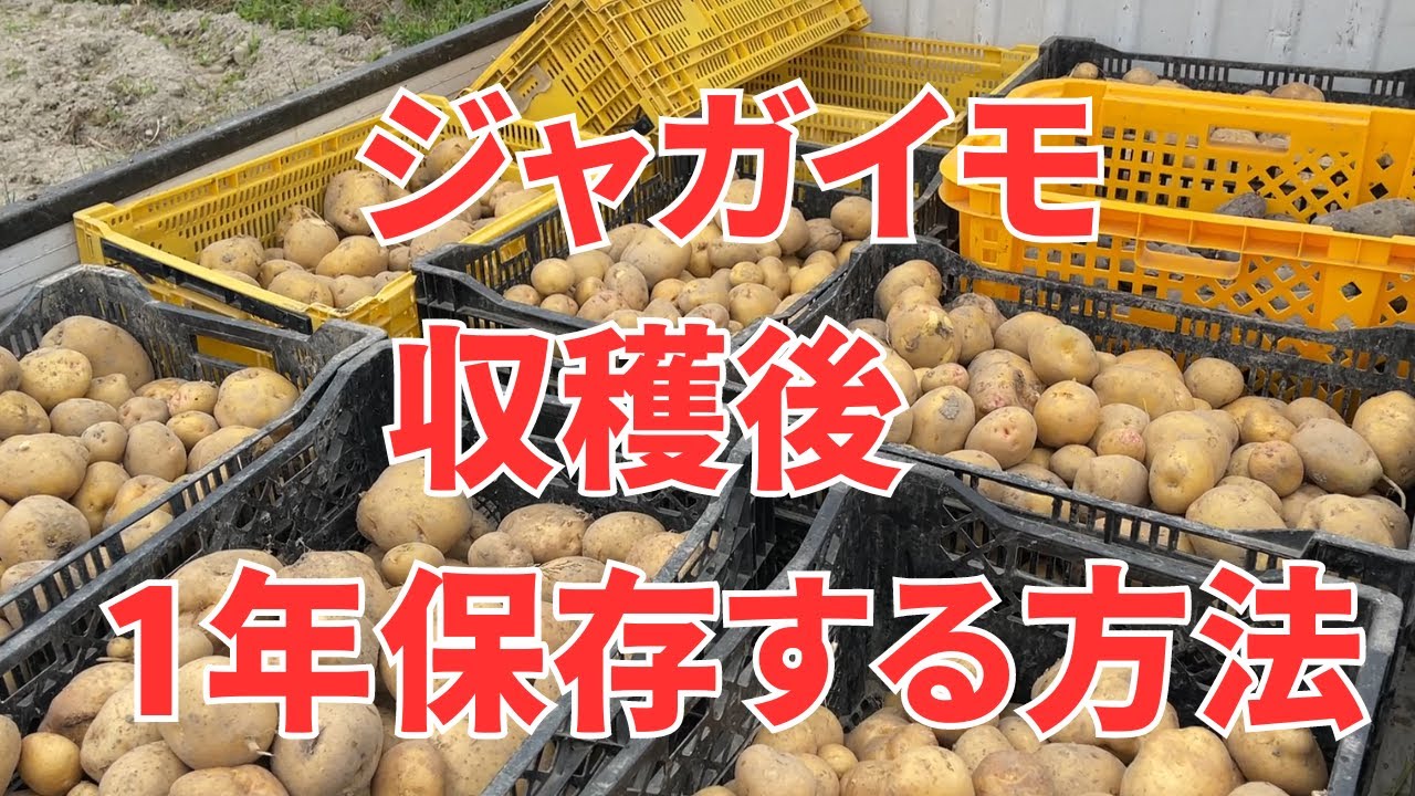 じゃがいも収穫後に腐らさない方法