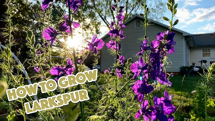 Unlock the Secrets of Growing Larkspur: A Beginner's Guide