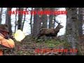Alsace chasse ep9 battues au grand gibier dans les vosgesdruckjagd auf rotwildred deer hunting