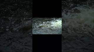 Newfoundland Jarrets First Salmon Hookup, #salmon fishing, #fly fishing,