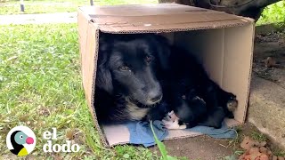 Mamá perro vive en una caja de cartón para calentar a sus pequeños bebés | El Dodo