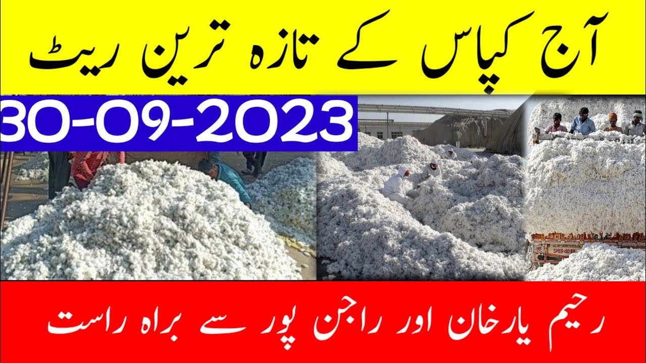 Today Rahim Yar Khan, Rajan Pur Cotton Rate update | Cotton price in ...