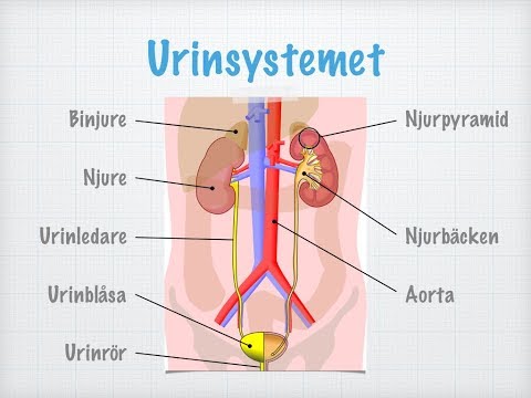 Video: Hur Urin Bildas