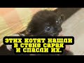 Новости о котятах. Их нашли в стене сарая и спасли им жизнь.