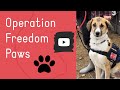 Service dog training  operation freedom paws canada