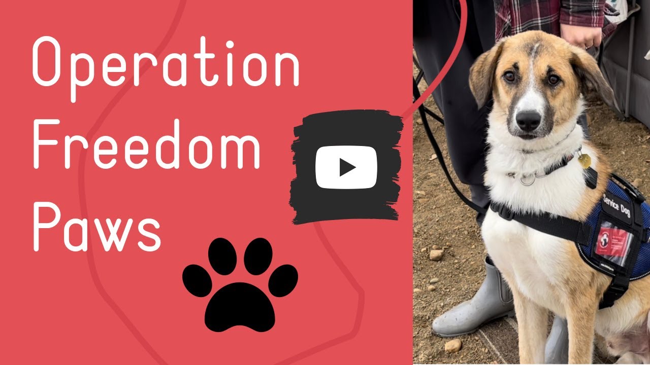 Service dog training | Operation Freedom Paws Canada