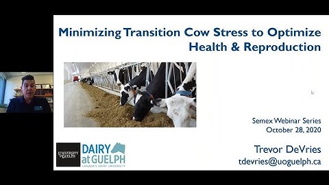 Minimize Transition Cow Stress To Optimize Health & Reproduction