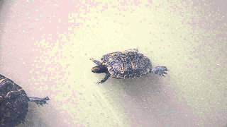 Turtle mating ritual
