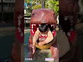 What inside Dinosaur Slide? #shorts #viral