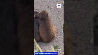 Punch has a girlfriend; happy pictures go viral | Japan’s viral monkey Punch finds ‘love’ with Mo...