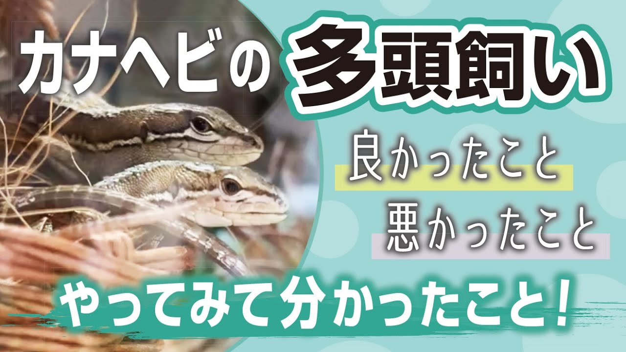 【カナヘビの飼育】カナヘビの多頭飼いをして分かったこと（おまけ：我が家のカナヘビ紹介）