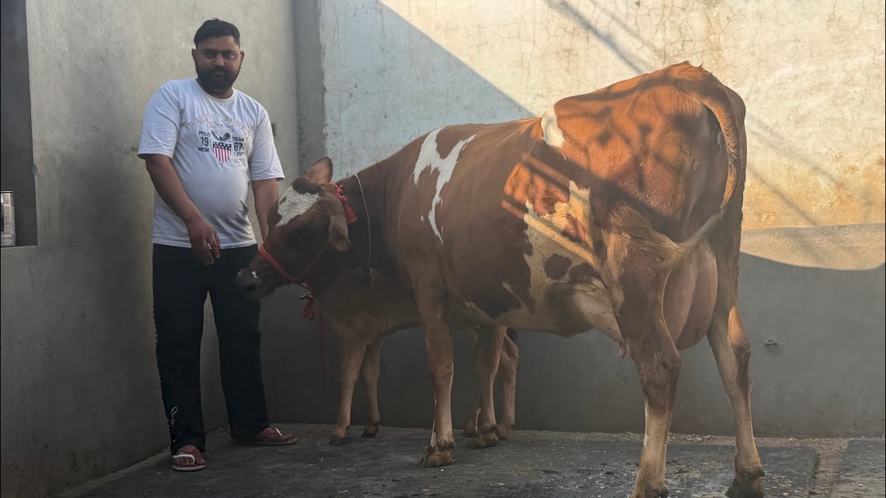 78379-67168,  ਐਰਸ਼ਰਤ ਆਜੀ ਸੂਈ ਮਗਰ ਐਰਸ਼ਰ ਬੱਛੀ ਪਿੰਡ ਧੌਲਾ ਬਰਨਾਲਾ