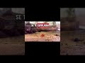 Caracol planorbis #viral #shorts #shortvideo #short #viralvideo #viralshorts #cute #humor #new #news