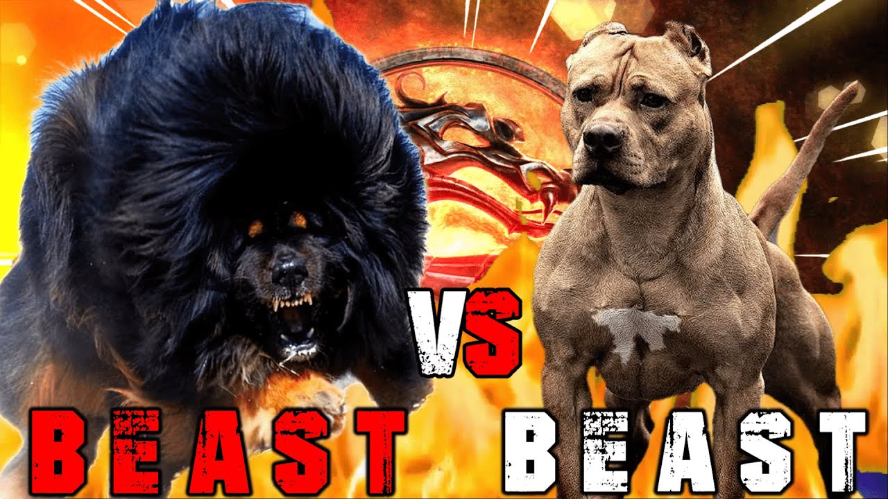 tibetan mastiff vs pitbull fight