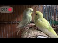 Pareja de Cotorritos Australianos dándose de Comer 🦜🦜