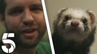 Man Brings In 3 Of His Beloved Pet Ferrets | The Highland Vet | Channel 5