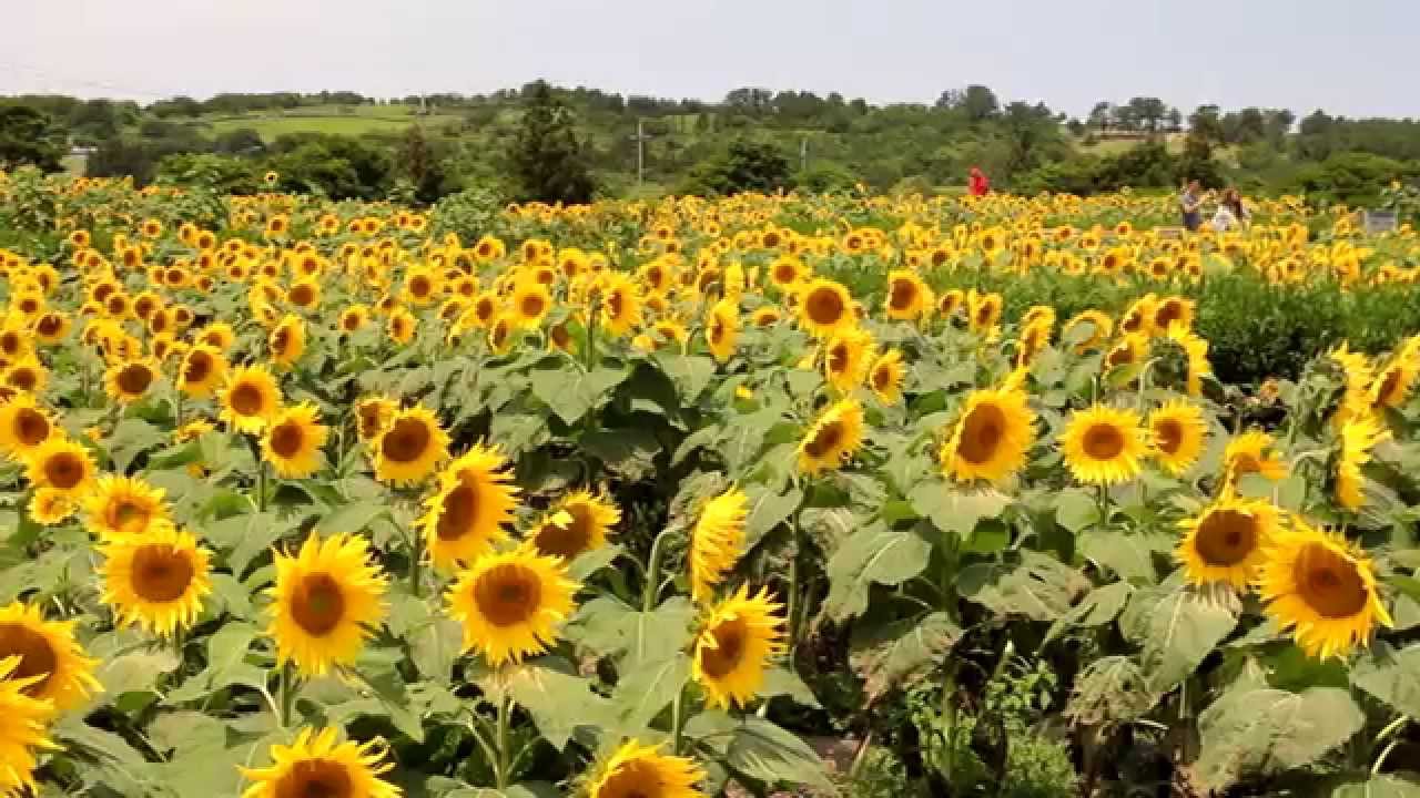 sunflower in jeju YouTube