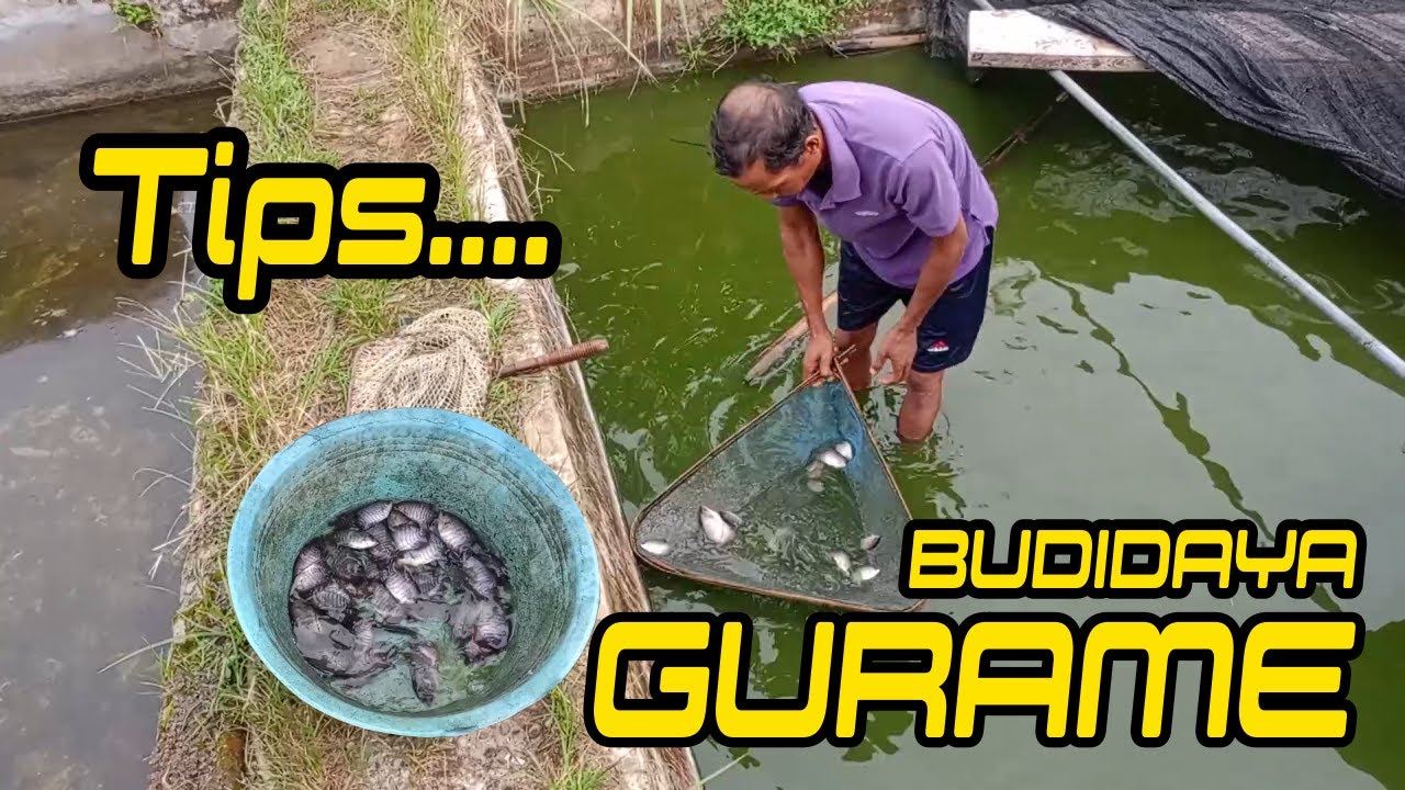 Cara Budidaya Ikan Gurame Kolam Beton Usaha Sampingan