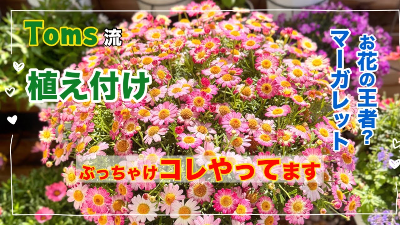 「マーガレット 育てよう」お花の王者 もりもり咲きのお花の作り方 実はコツがあります