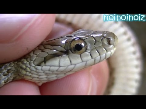 アオダイショウの子供 キャッチ リリース Catch A Snake In A Hand Youtube