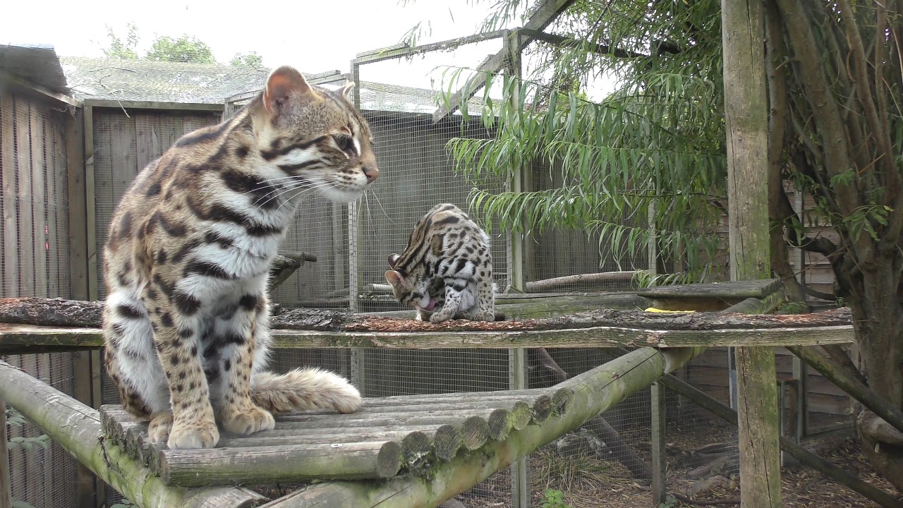 Leopard Cats, Axe Valley Wildlife Park (27th July 2019)