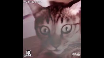 When you have too much catnip