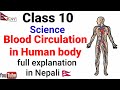 Blood Circulation in Human body in Nepali | Class 10 | Science | Complete Explanation | By Bhuwan