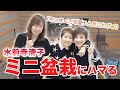 【先行公開】水前寺清子おすすめの趣味!?ミニ盆栽の魅力! 【無編集完全版】