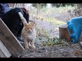 野良猫をなでなで Stroking a stray cat 191208