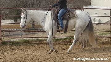 Pete - slow, sweet walk, jog, lope, stops! - ValleyViewRanch.net