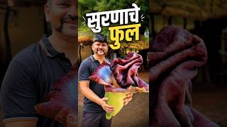 आश्चर्यचकित करणारे सुरणाचे फुल! Elephant Foot Yam Flower