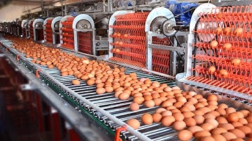 Amazing Automatic Technology For Taking Chicken Eggs From The Farm, Modern Food Processing Machines