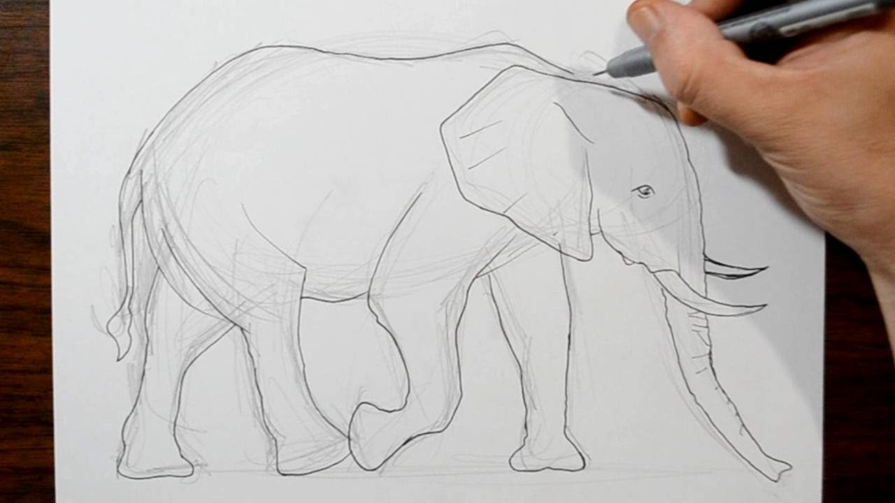 How To Draw Elephant, Elephant Drawing