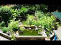 Miniteich, Teich, Gartenteich anlegen, Naturgarten, Wasserflöhe, Garten, #pond #garden #gartenteich