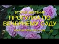 Розы. Прогулка по вечернему саду. Опасный вредитель на розах. Часть 1. 🌹🌹🌹