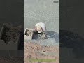 Hände statt Netz: Wie Fischer traditionell Garnelen aus dem Schlamm holen
