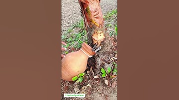 Date juice ,এত ছোট খেজুর গাছ থেকেও কি সুন্দর রস বাহির হচ্ছে। #খেজুরের #রস #agriculture #datejuice