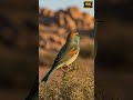 This Scotocercidae Singing | Bird Sound ASMR | 20s 4K Close-Up For Relaxation