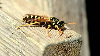 Easy Yet Effective Preventive Measures for Wasp Control by Animals & Pets 18 views 5 years ago 5 minutes, 21 seconds