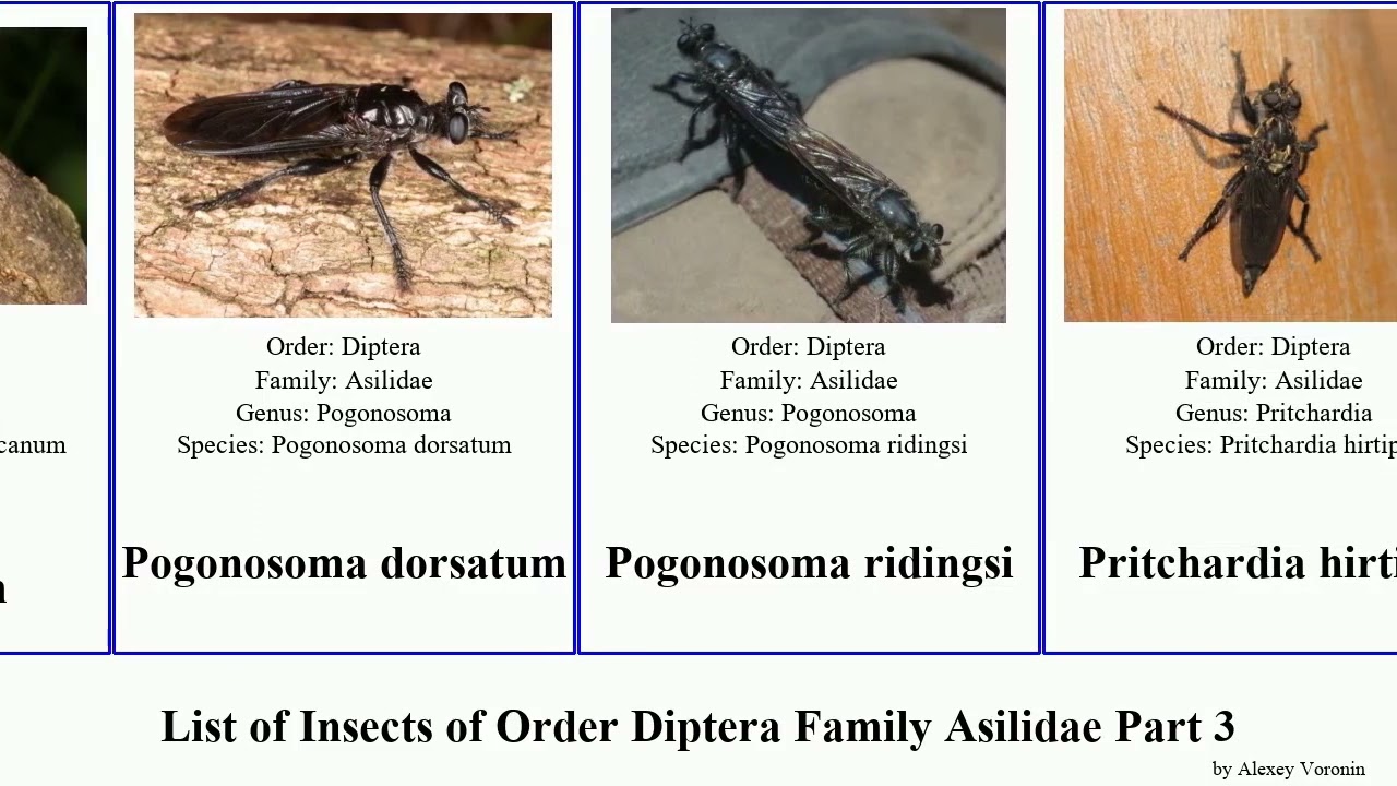 List of Insects of Order Diptera Family Asilidae Part 3 neoitamus tolmerus saropogon promachus