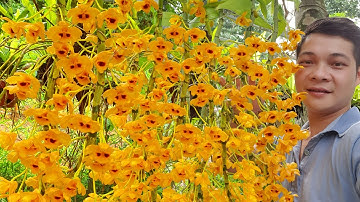 Biết điều này phi điệp vàng không chỉ mập đẹp mà còn siêng hoa chi chít