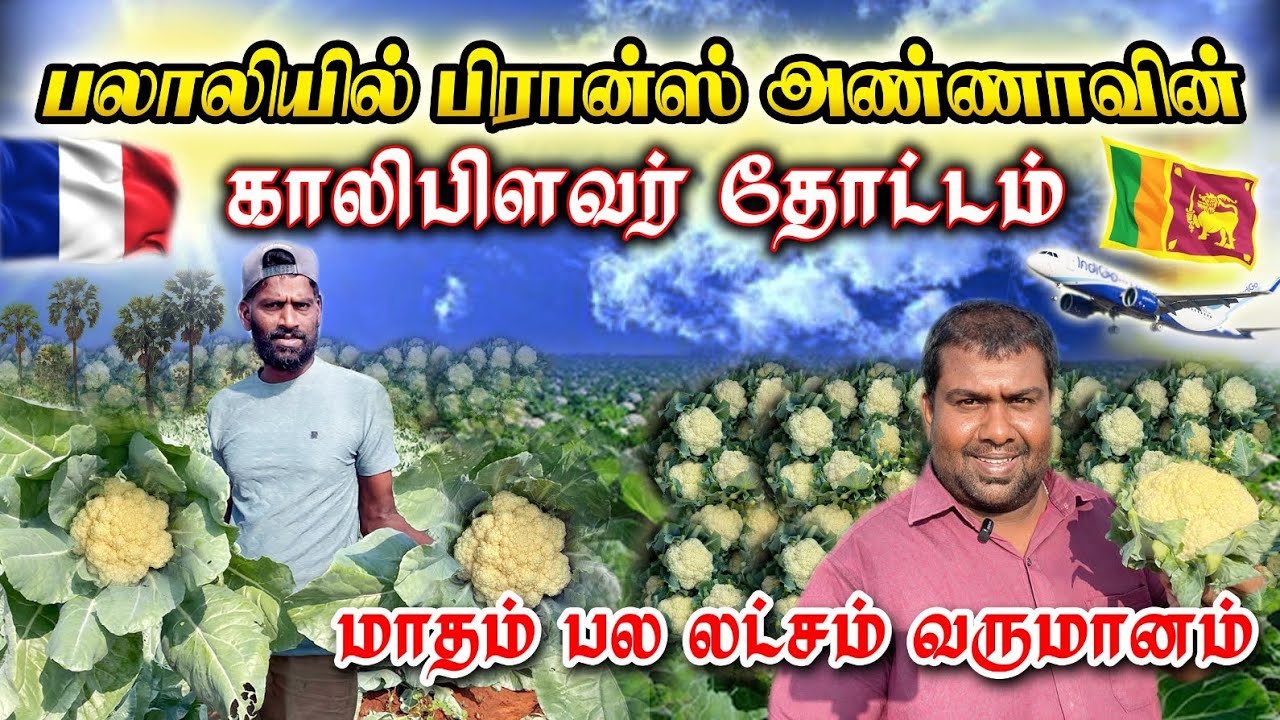 🔴🇫🇷🥦✈️பலாலியில் பிரான்ஸ் அண்ணாவின் காலிபிளவர் தோட்டம் | மாதம் பல லட்சம் வருமானம்| coliflor farming