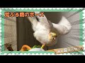 オカメインコの謎行動