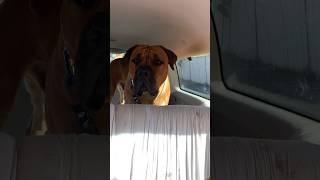 Young Boerboel has Intense Eyes #shortsfeed #boerboel #viralvideo